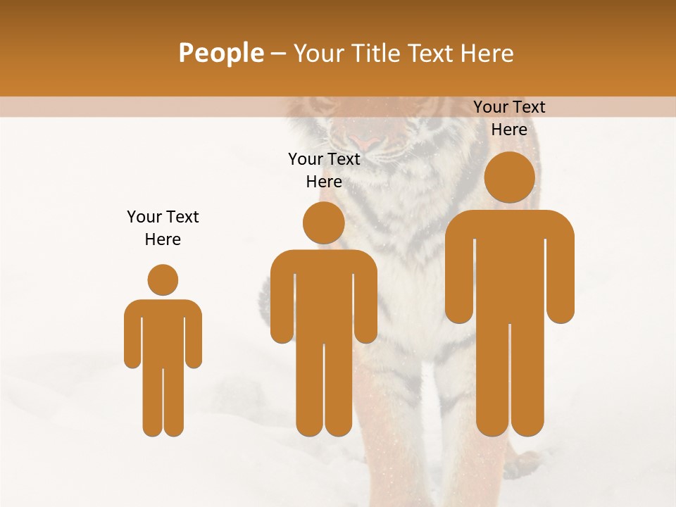 Siberian Tiger Wallpaper Hd PowerPoint Template