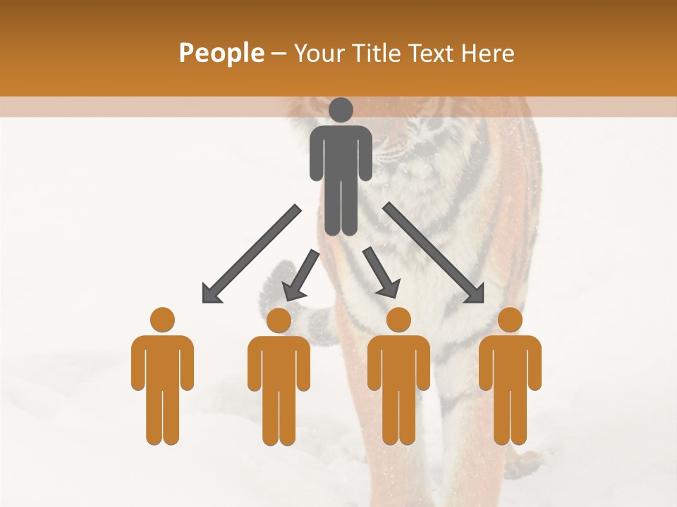 Siberian Tiger Wallpaper Hd PowerPoint Template