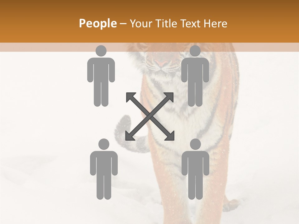 Siberian Tiger Wallpaper Hd PowerPoint Template