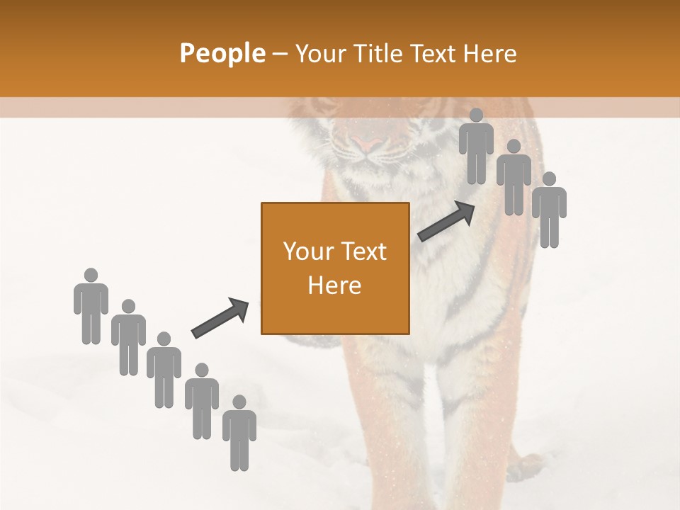 Siberian Tiger Wallpaper Hd PowerPoint Template