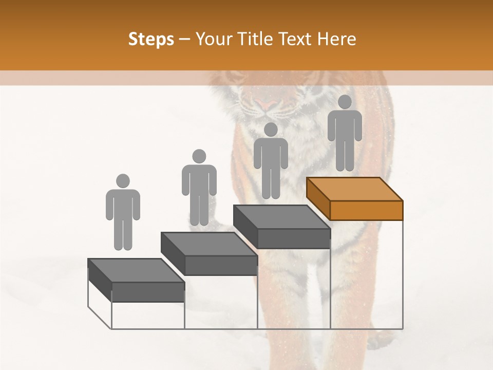 Siberian Tiger Wallpaper Hd PowerPoint Template