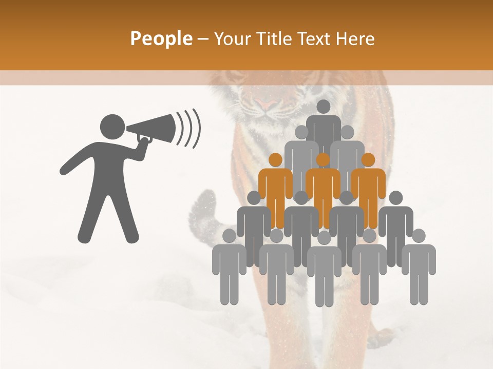 Siberian Tiger Wallpaper Hd PowerPoint Template