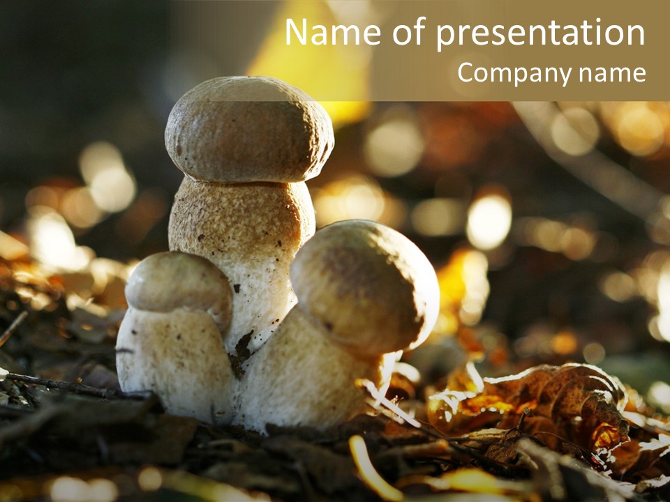 Bolete Cute Forest PowerPoint Template