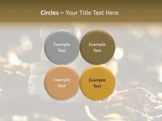 Bolete Cute Forest PowerPoint Template