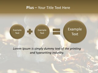 Bolete Cute Forest PowerPoint Template