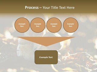 Bolete Cute Forest PowerPoint Template