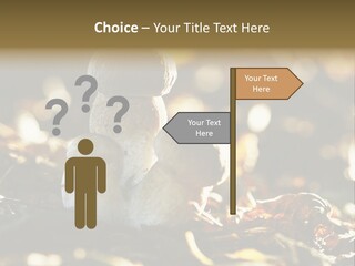 Bolete Cute Forest PowerPoint Template