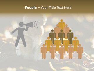 Bolete Cute Forest PowerPoint Template