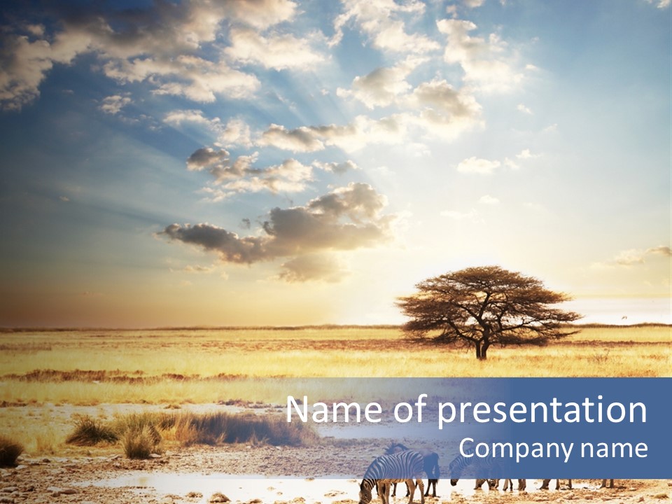 Zebra Safari PowerPoint Template