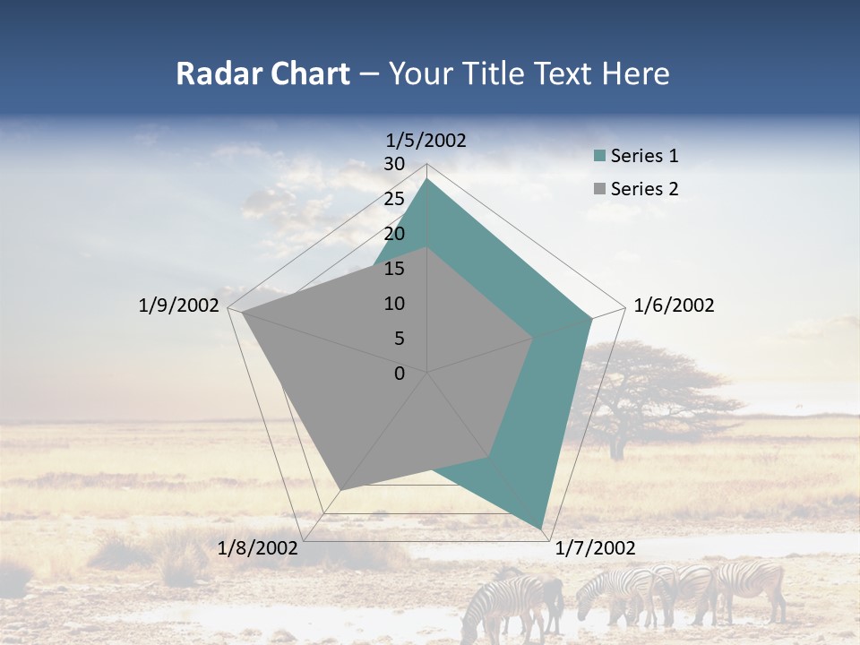 Zebra Safari PowerPoint Template