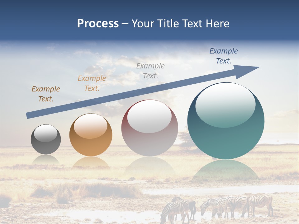 Zebra Safari PowerPoint Template