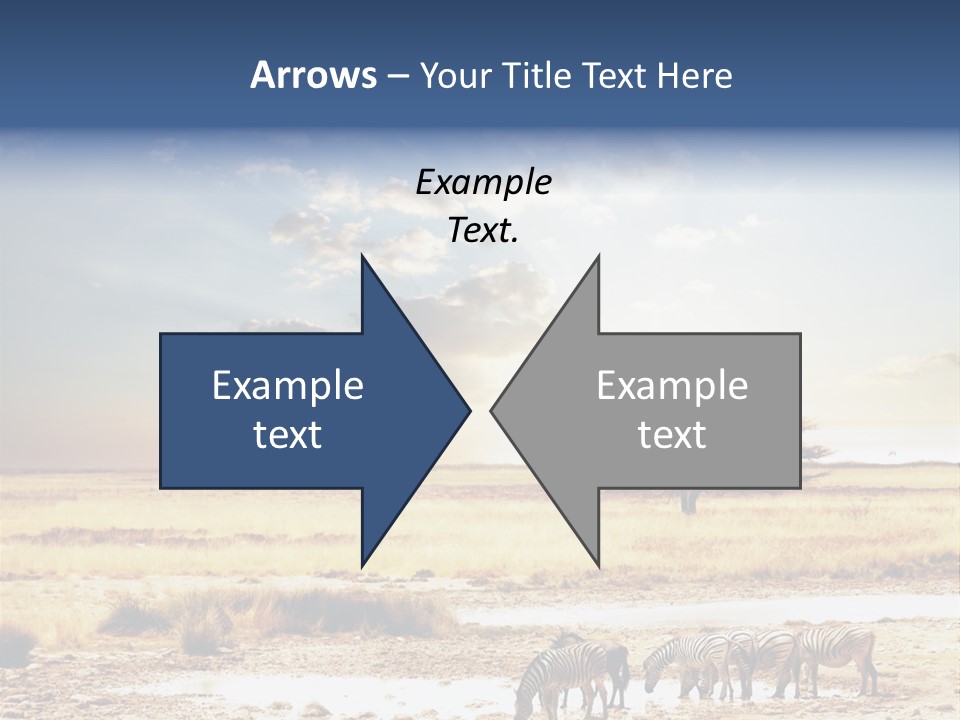 Zebra Safari PowerPoint Template