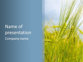 Wheat Green PowerPoint Template