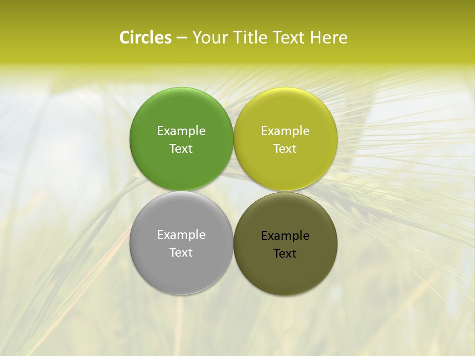 Wheat PowerPoint Template