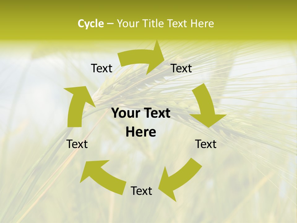 Wheat PowerPoint Template