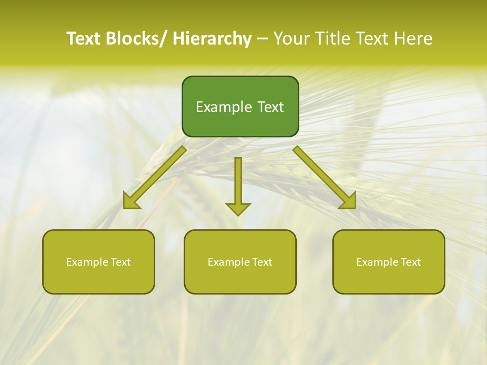 Wheat PowerPoint Template