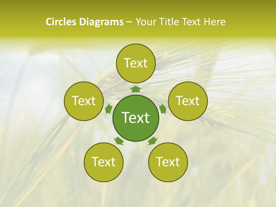 Wheat PowerPoint Template