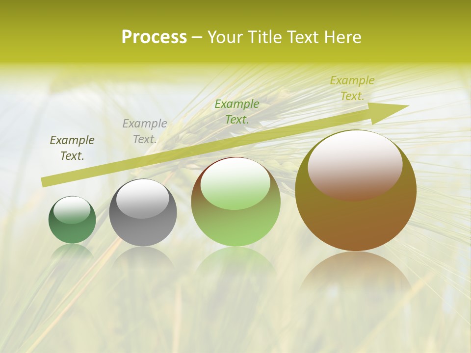 Wheat PowerPoint Template