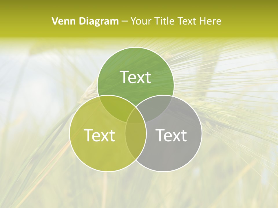 Wheat PowerPoint Template