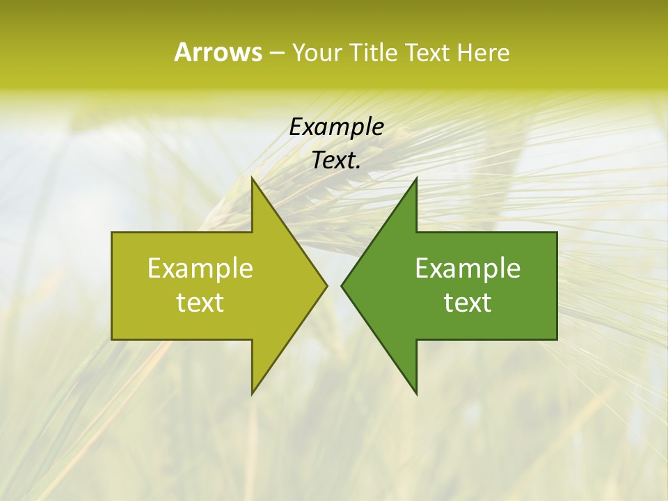 Wheat PowerPoint Template