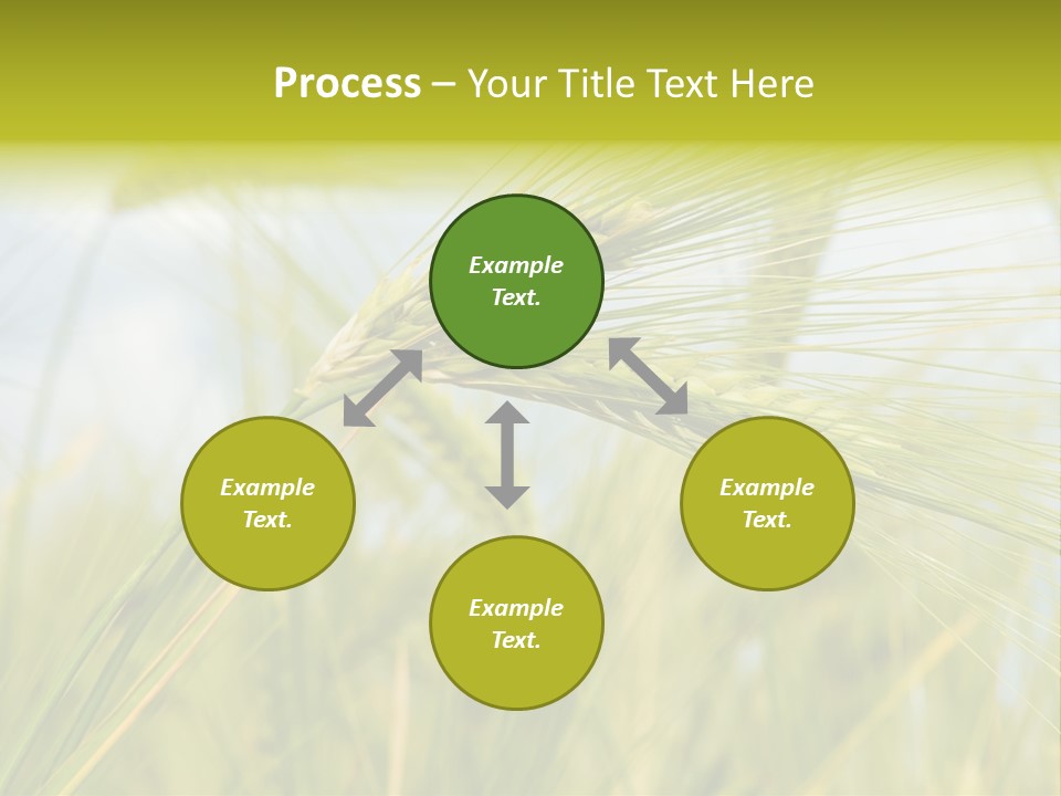 Wheat PowerPoint Template