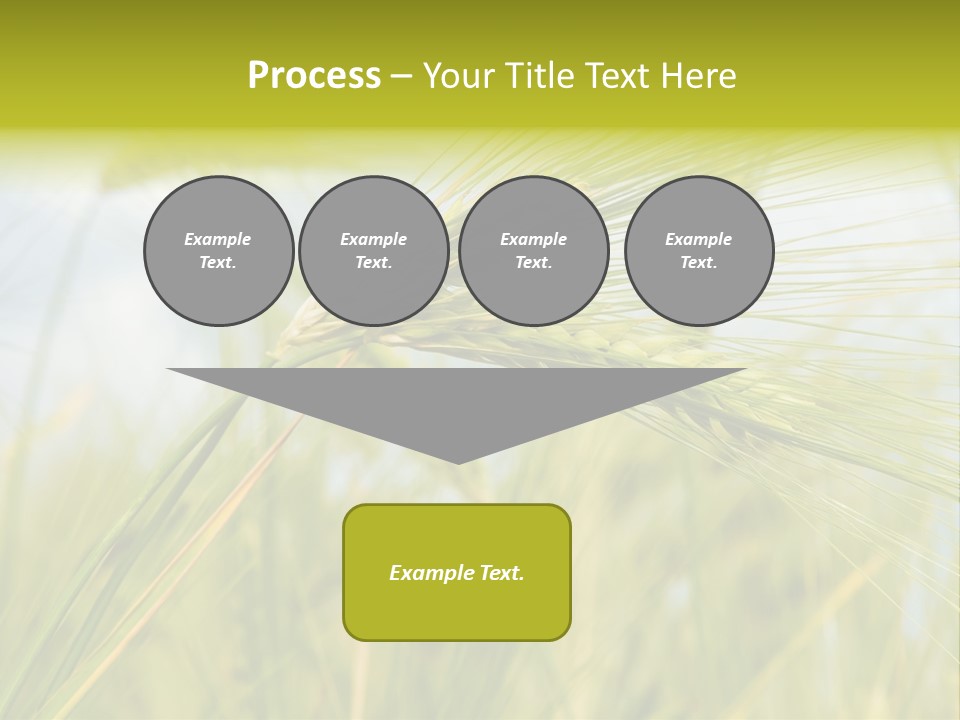 Wheat PowerPoint Template