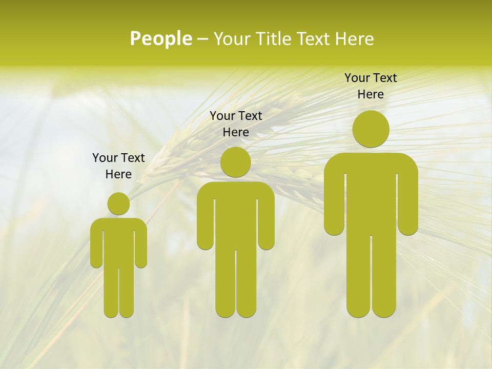 Wheat PowerPoint Template