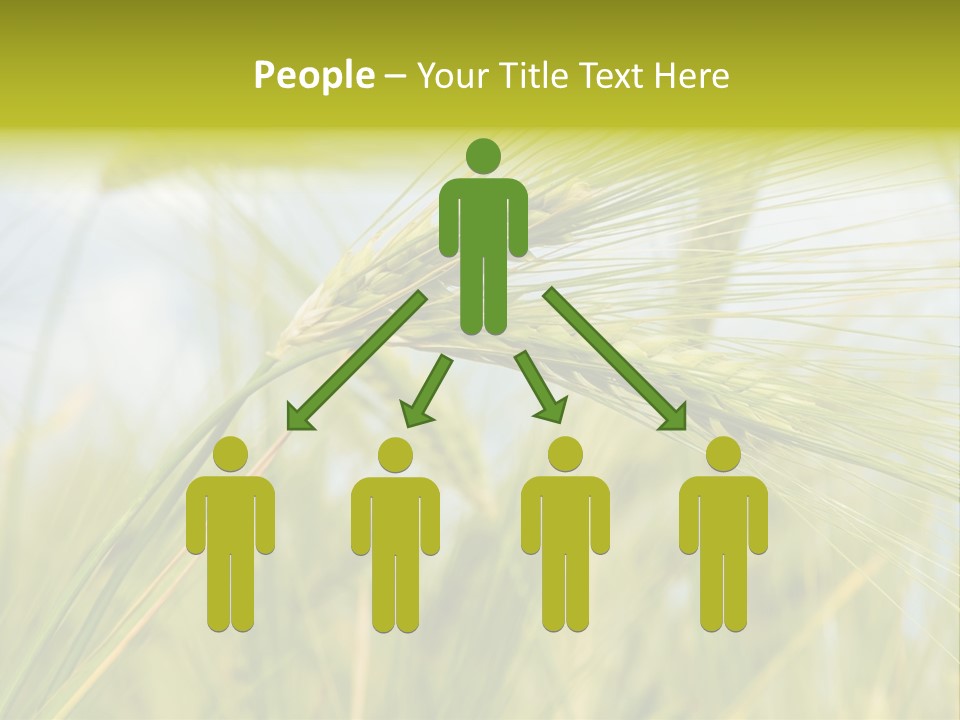 Wheat PowerPoint Template