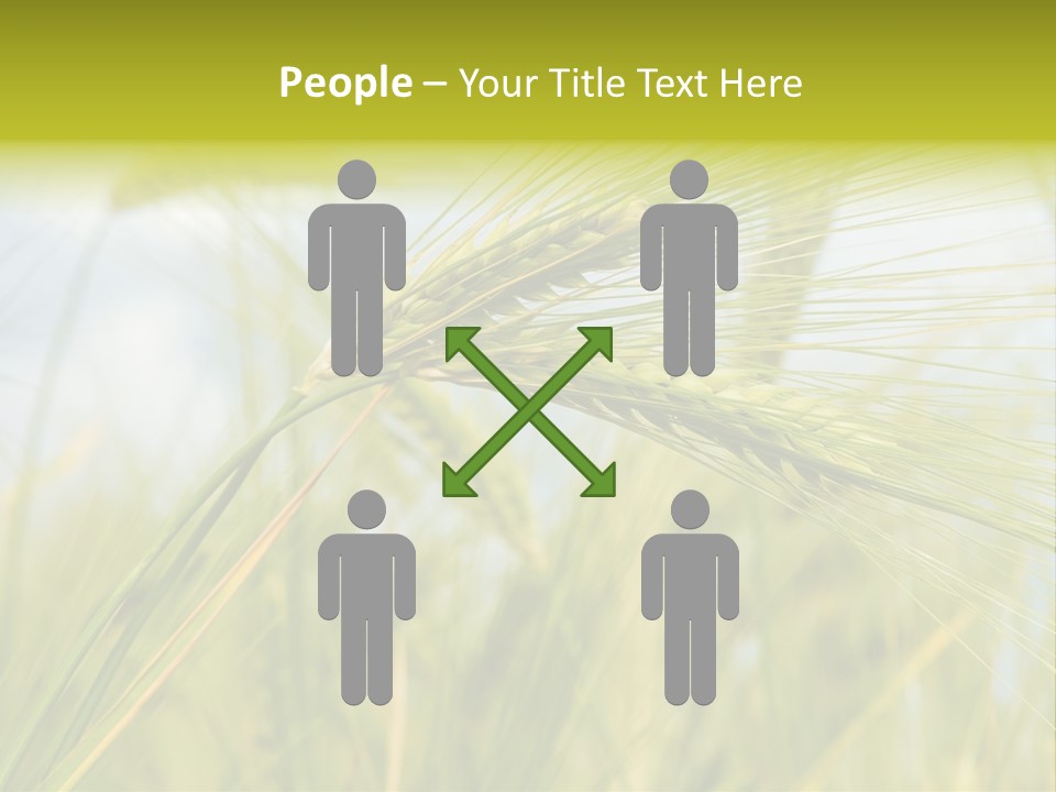 Wheat PowerPoint Template