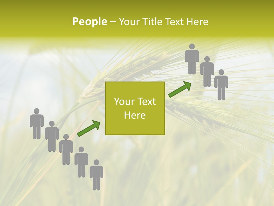 Wheat PowerPoint Template