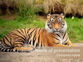 Tiger Sitting PowerPoint Template