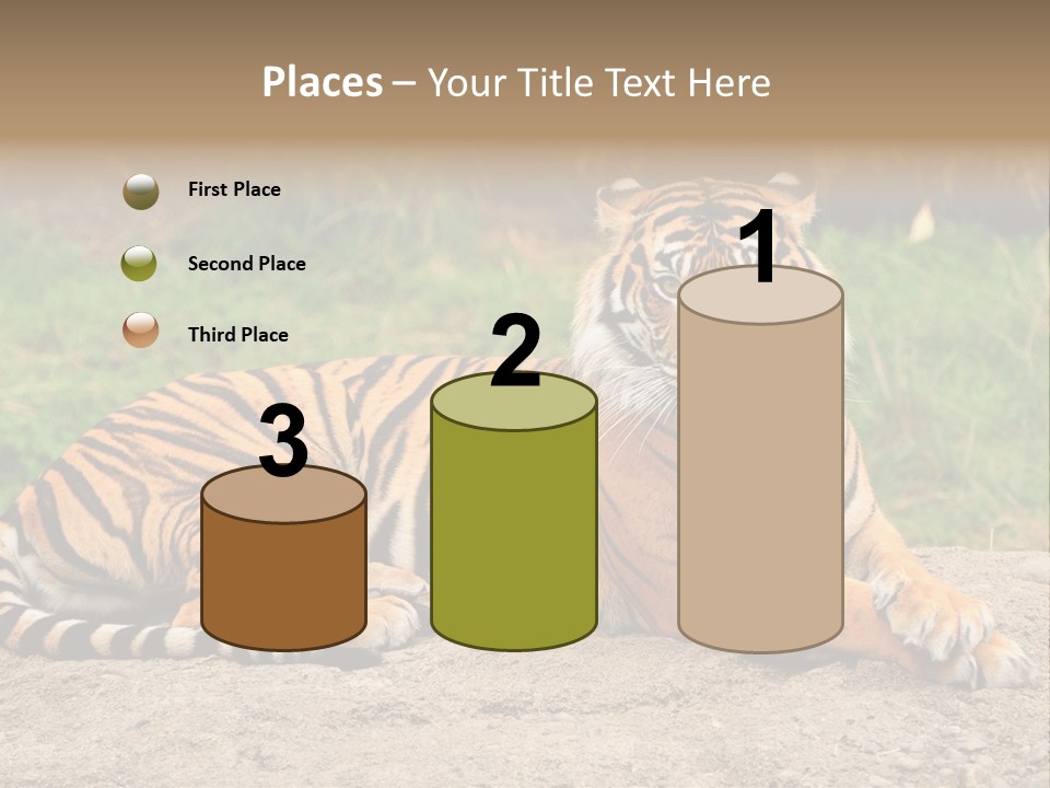 Tiger Sitting PowerPoint Template