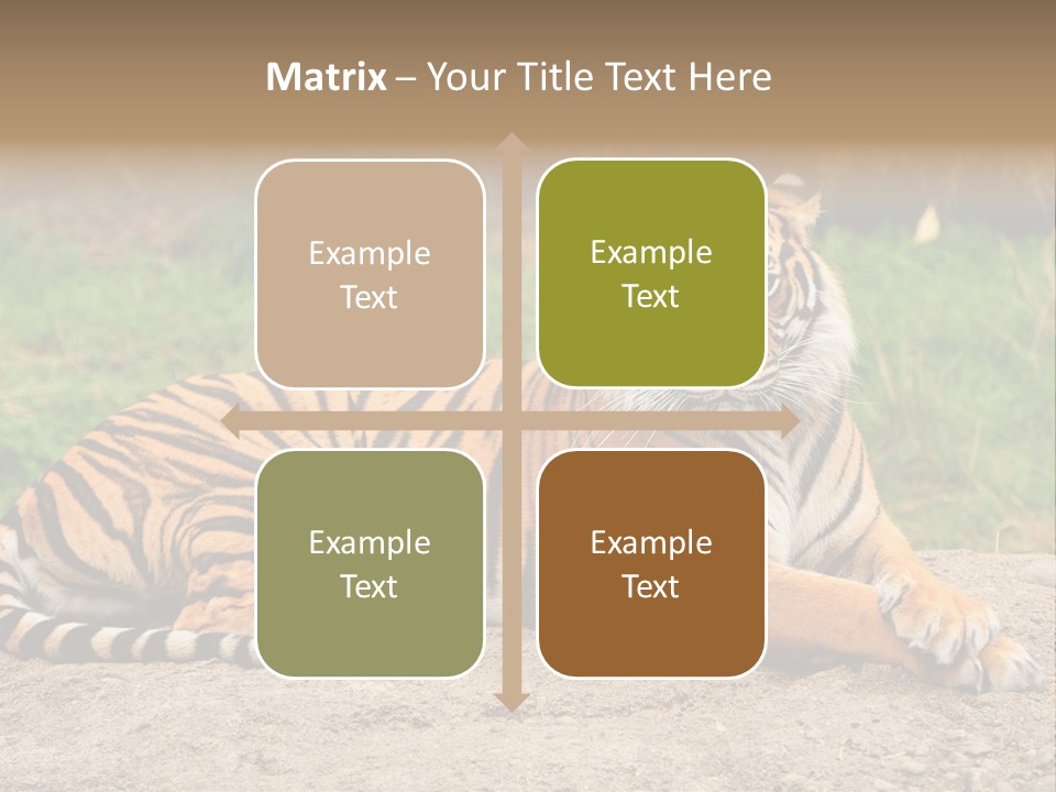 Tiger Sitting PowerPoint Template