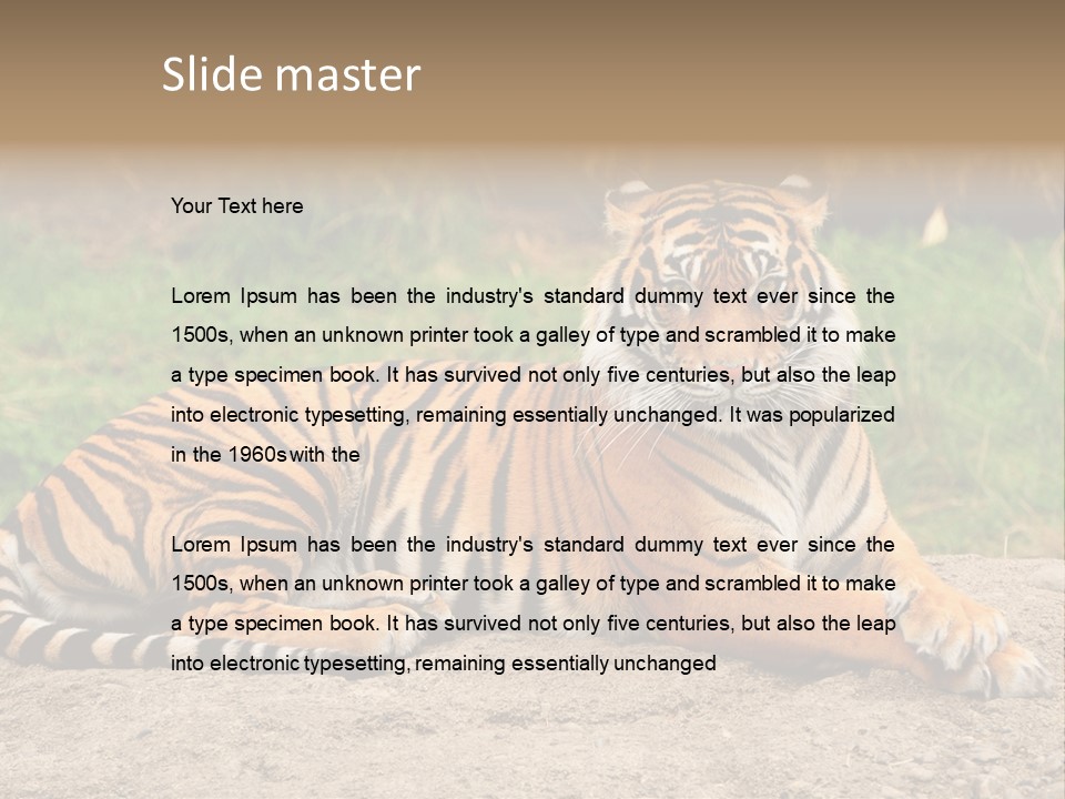 Tiger Sitting PowerPoint Template