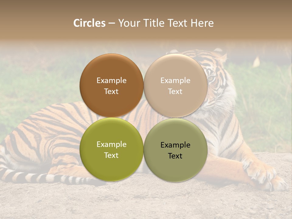 Tiger Sitting PowerPoint Template