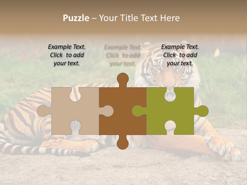 Tiger Sitting PowerPoint Template