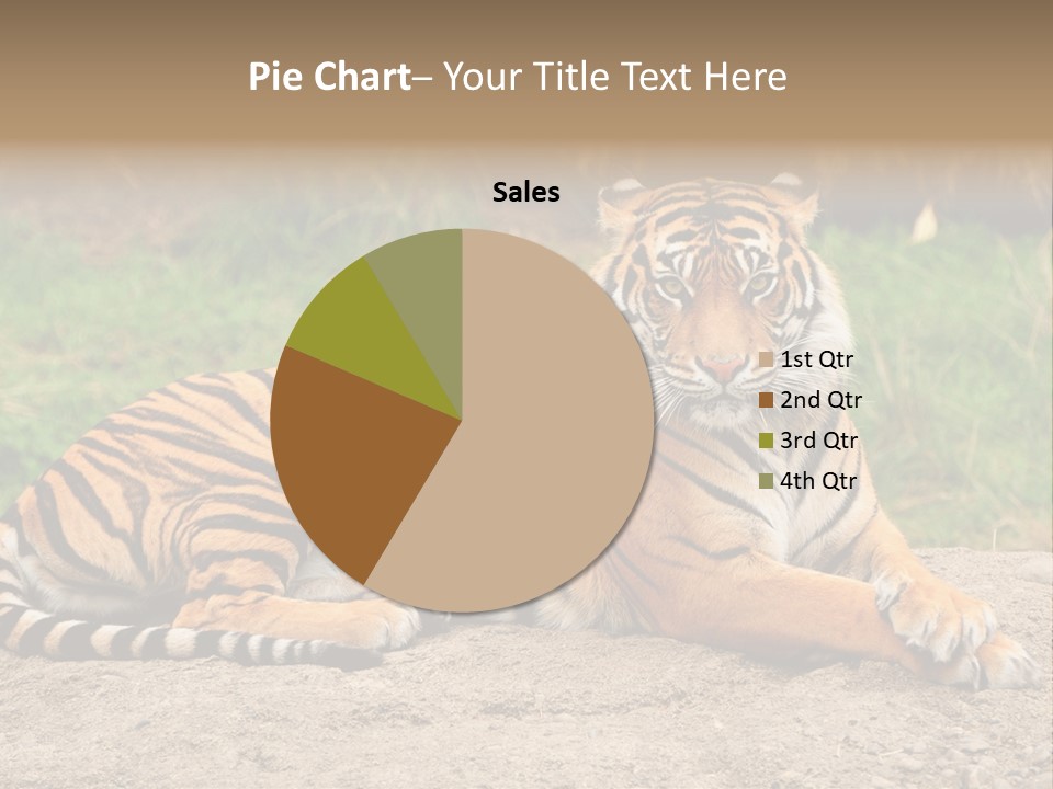 Tiger Sitting PowerPoint Template