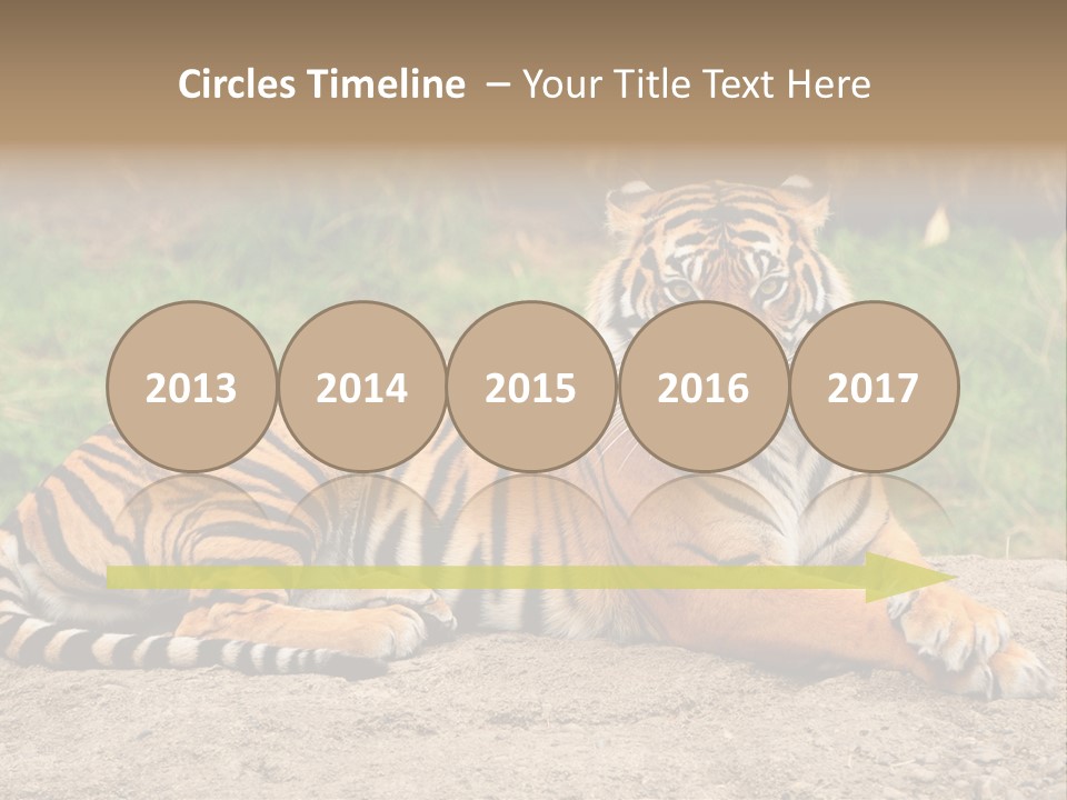 Tiger Sitting PowerPoint Template
