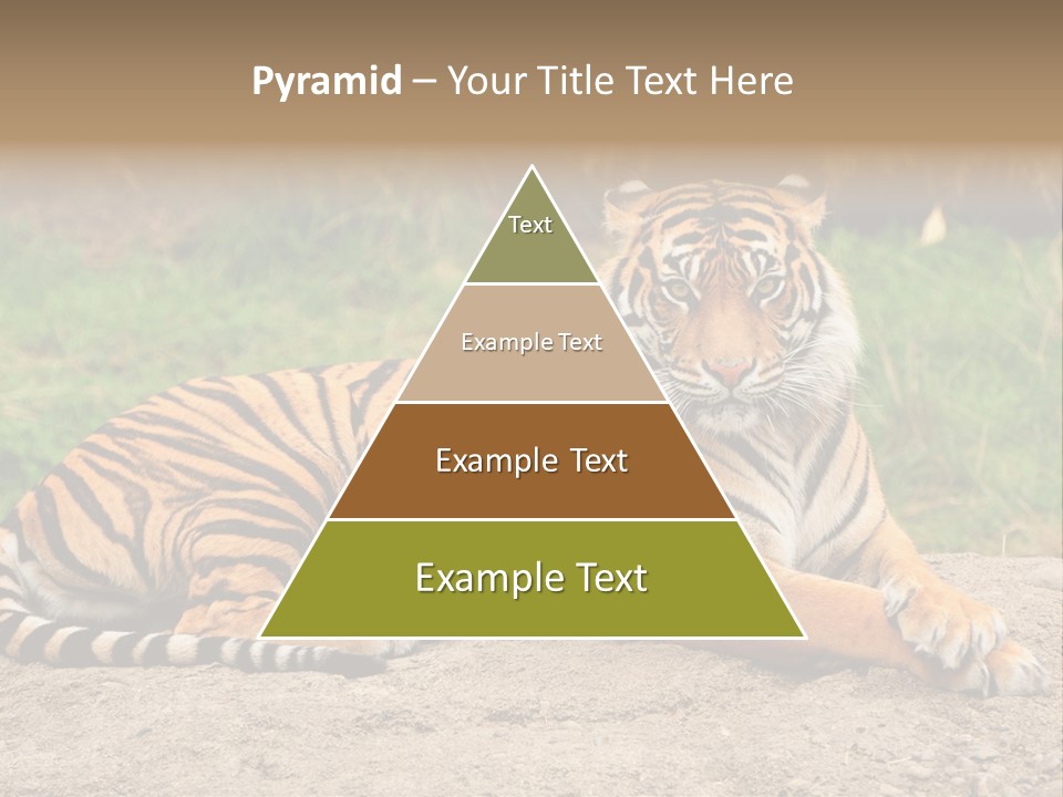 Tiger Sitting PowerPoint Template