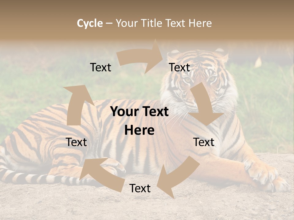 Tiger Sitting PowerPoint Template