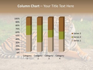 Tiger Sitting PowerPoint Template