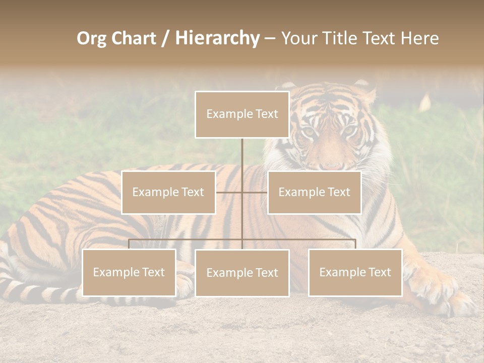 Tiger Sitting PowerPoint Template