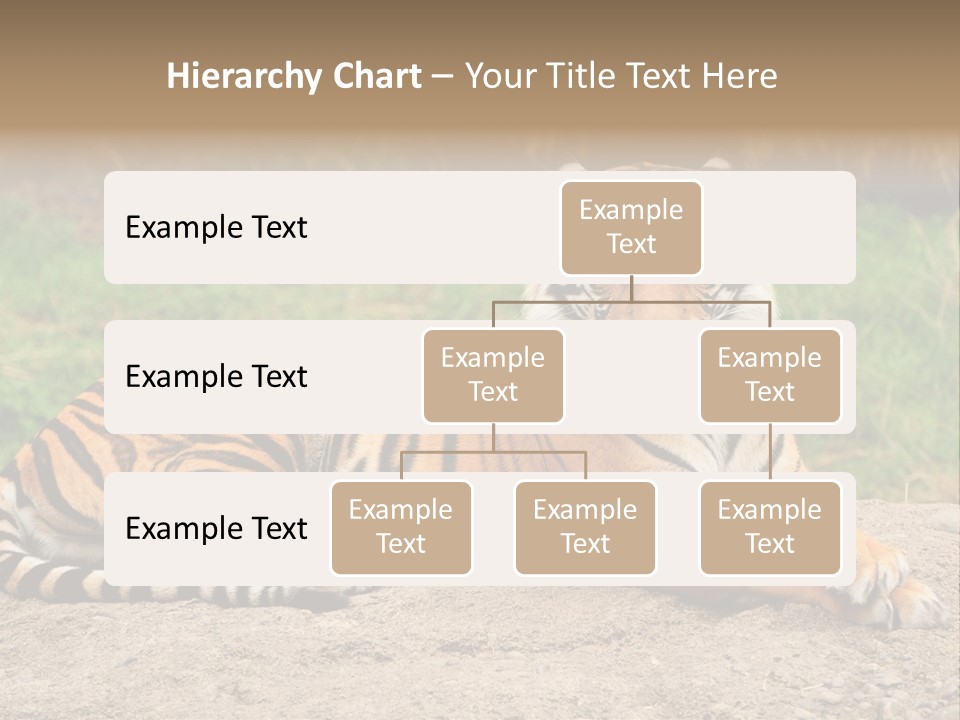 Tiger Sitting PowerPoint Template