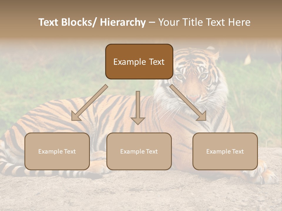 Tiger Sitting PowerPoint Template