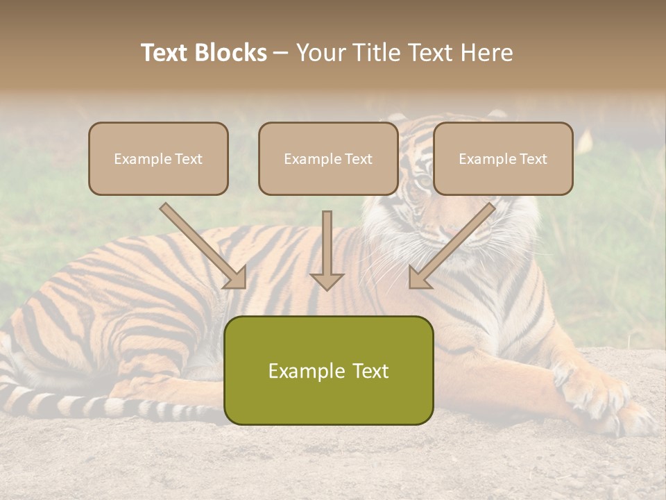 Tiger Sitting PowerPoint Template