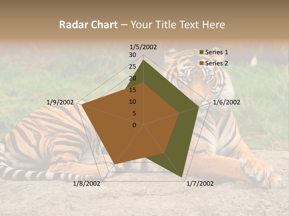 Tiger Sitting PowerPoint Template