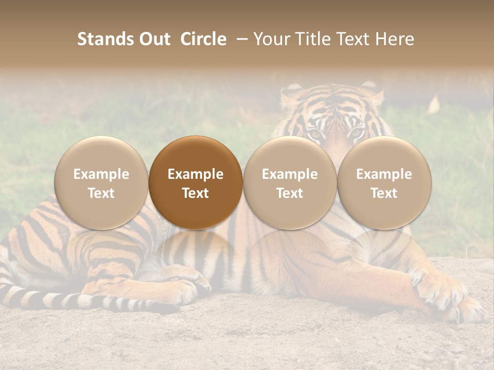 Tiger Sitting PowerPoint Template