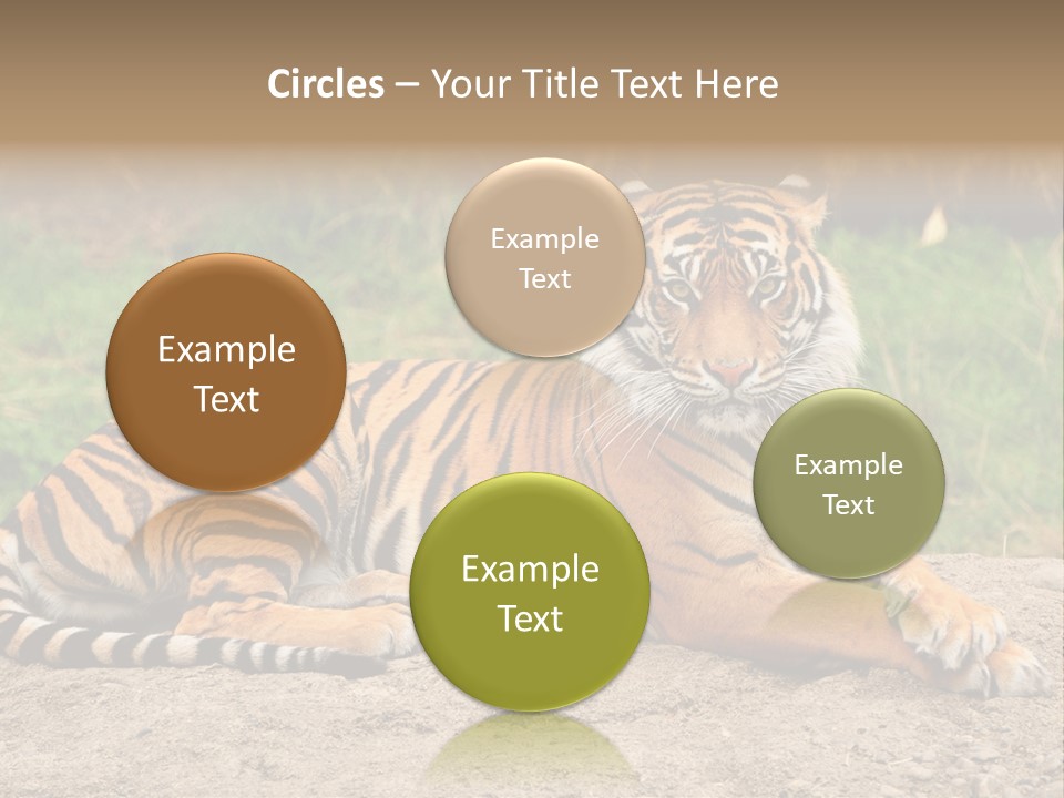Tiger Sitting PowerPoint Template