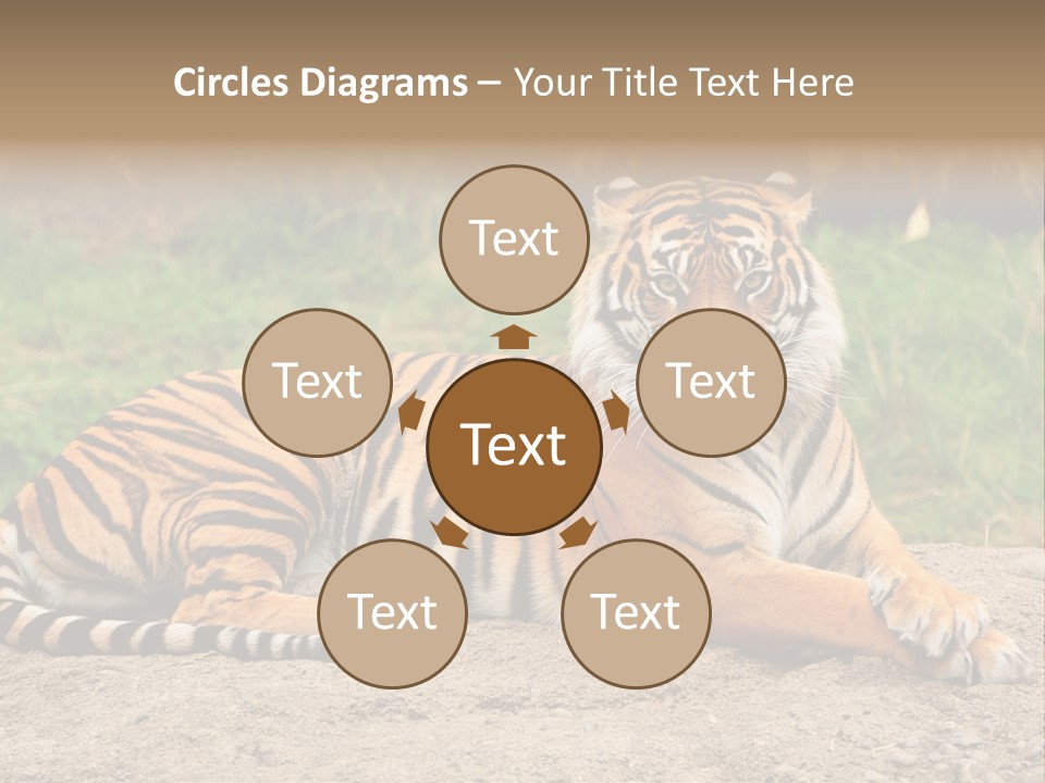 Tiger Sitting PowerPoint Template