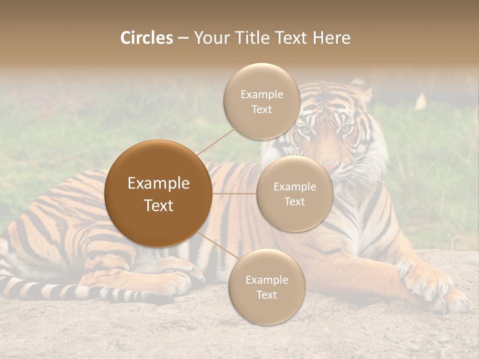 Tiger Sitting PowerPoint Template